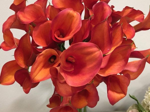 mango mini calla lilies mothers day flowers philadelphia - Event ...